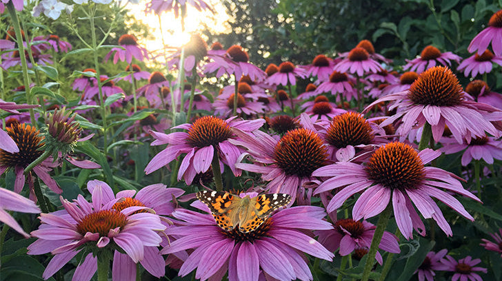 Top 10 Heat-Tolerant Plants to Thrive in Your Summer Garden