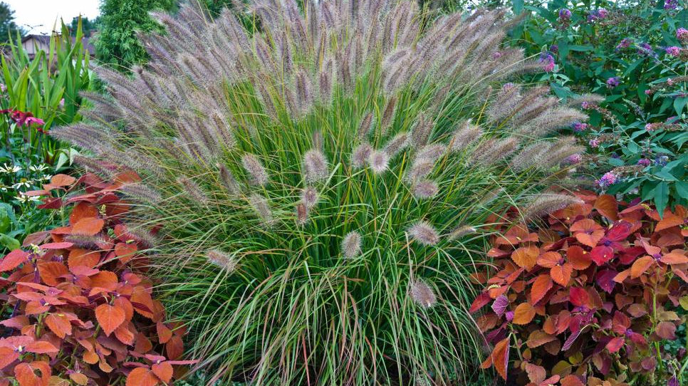 DIY: HARDY ORNAMENTAL GRASSES