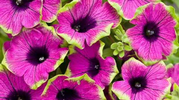 ANNUALS – GARDENS COME ALIVE WITH COLOUR