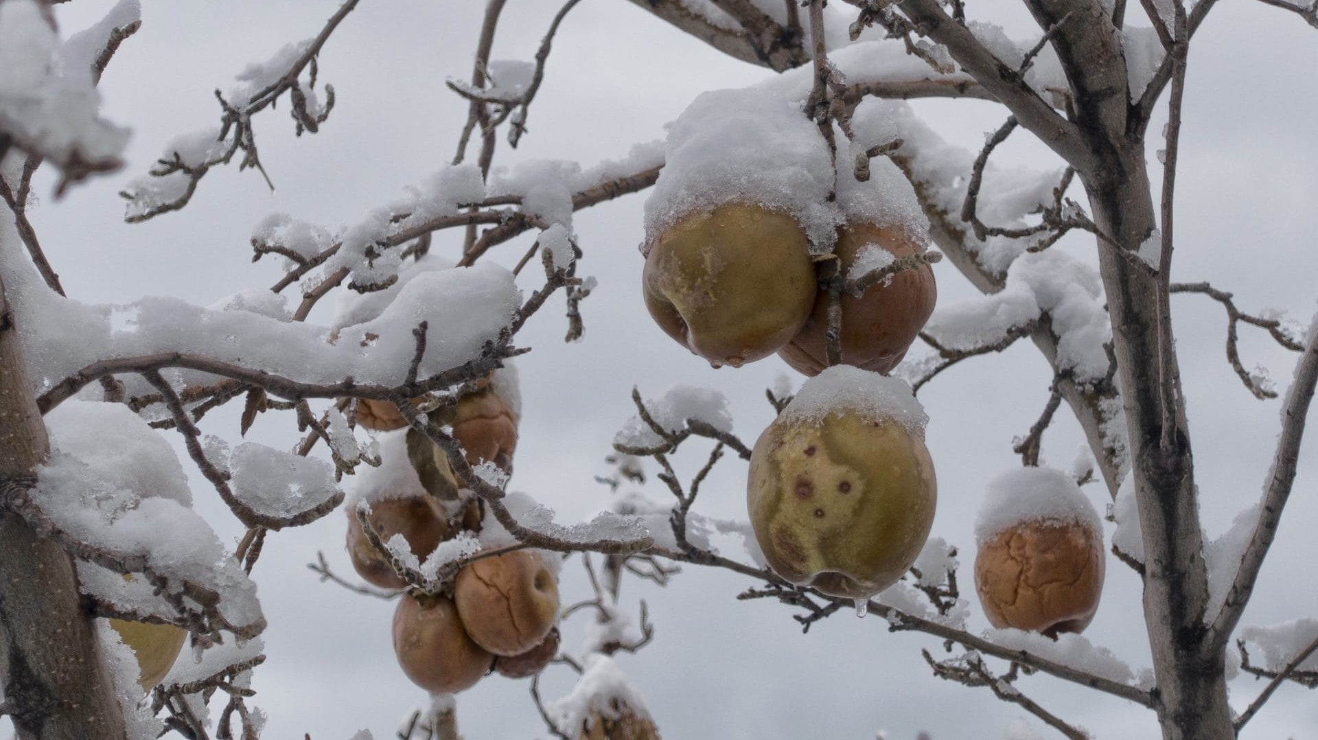 How To Prepare & Protect Your Fruit Trees For Winter