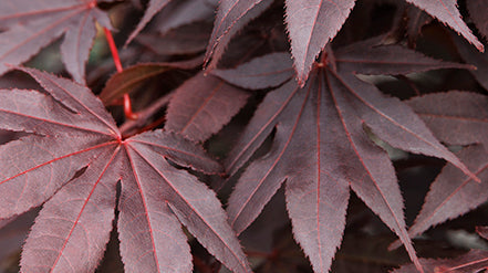 How To Care For Your Japanese Maples?