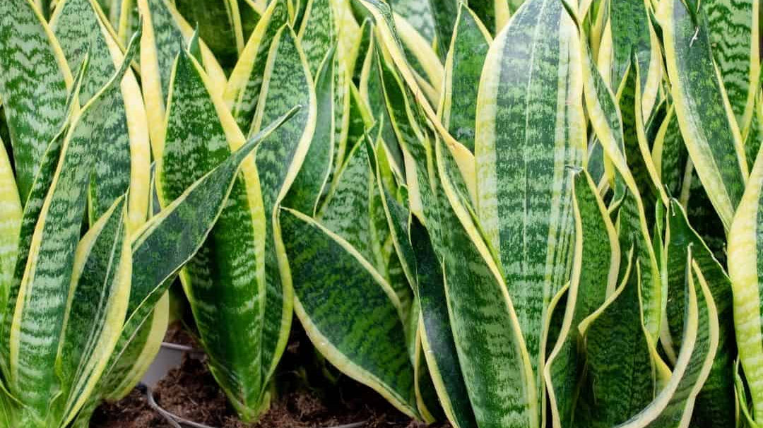 5 Best Indoor Plants to beat the Winter Blues