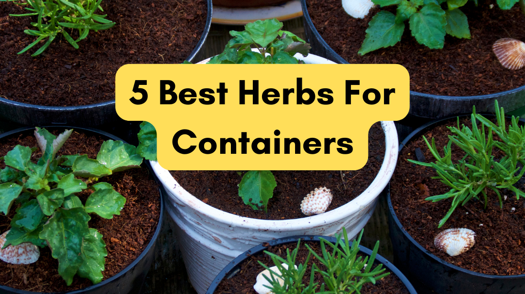 The 5 Best Herbs for A Thriving Container Garden