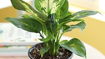 7 Ways To Take Care of Your Indoor Plants Over Winter