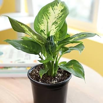 7 Ways To Take Care of Your Indoor Plants Over Winter
