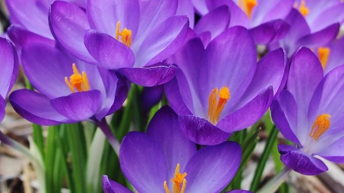 5 Spring Bulbs to Plant Now