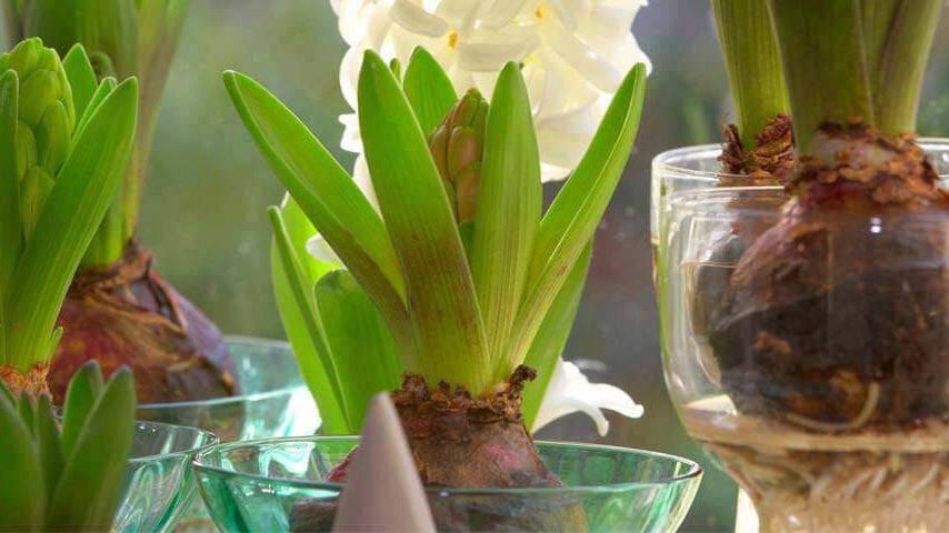 How to Take Care of Potted Bulbs Indoors