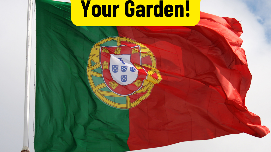 How To Cultivating a Portuguese-Inspired Garden ?