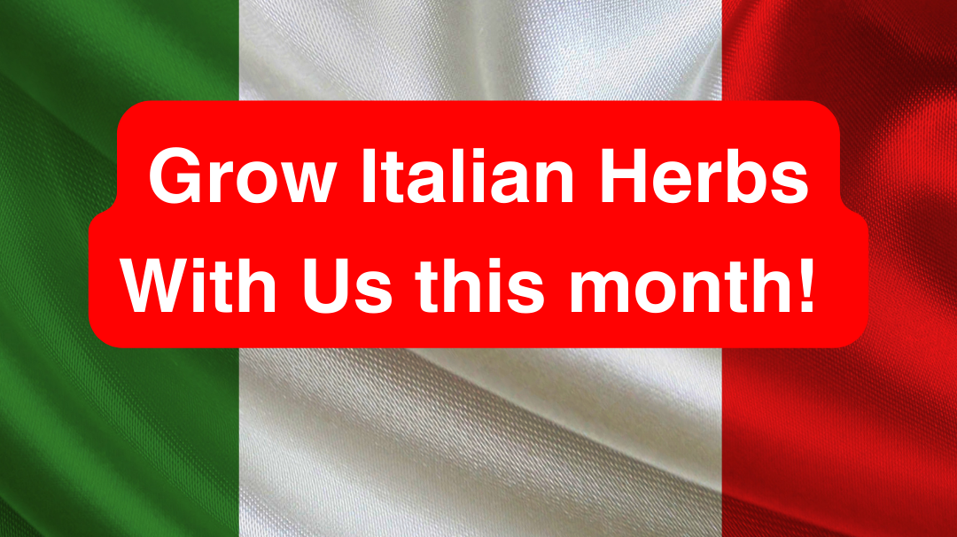 Celebrating Italian Heritage Month: Top 5 Italian Herbs to Grow in Your Garden