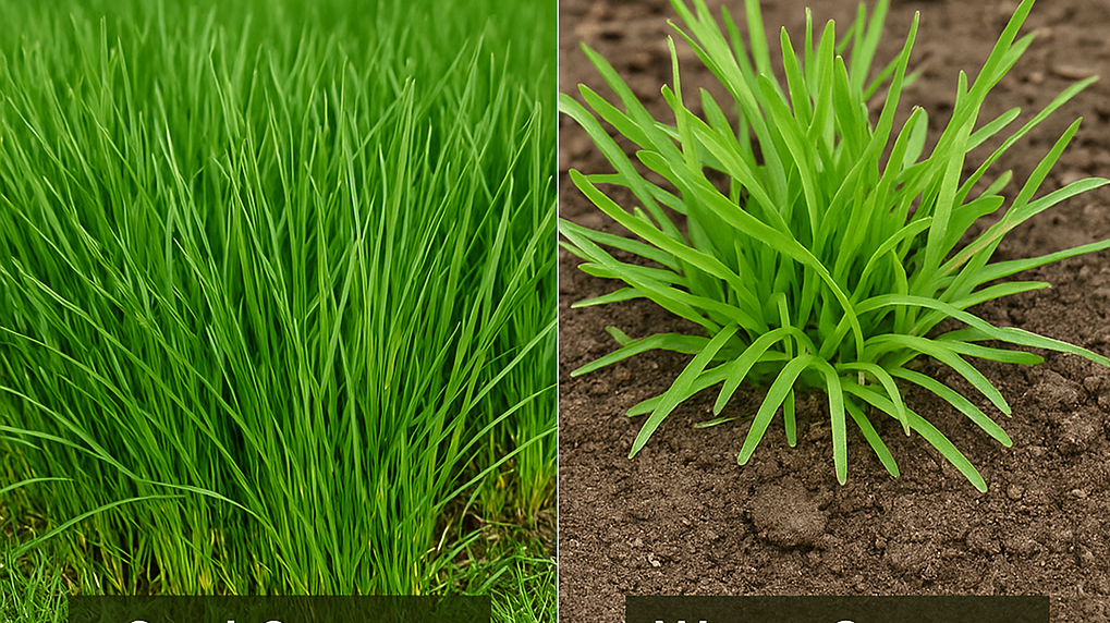 When Should You Plant Grass Seed ?