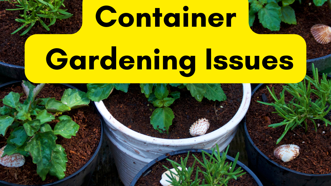 6 Ways to Deal with Common Container Gardening Issues