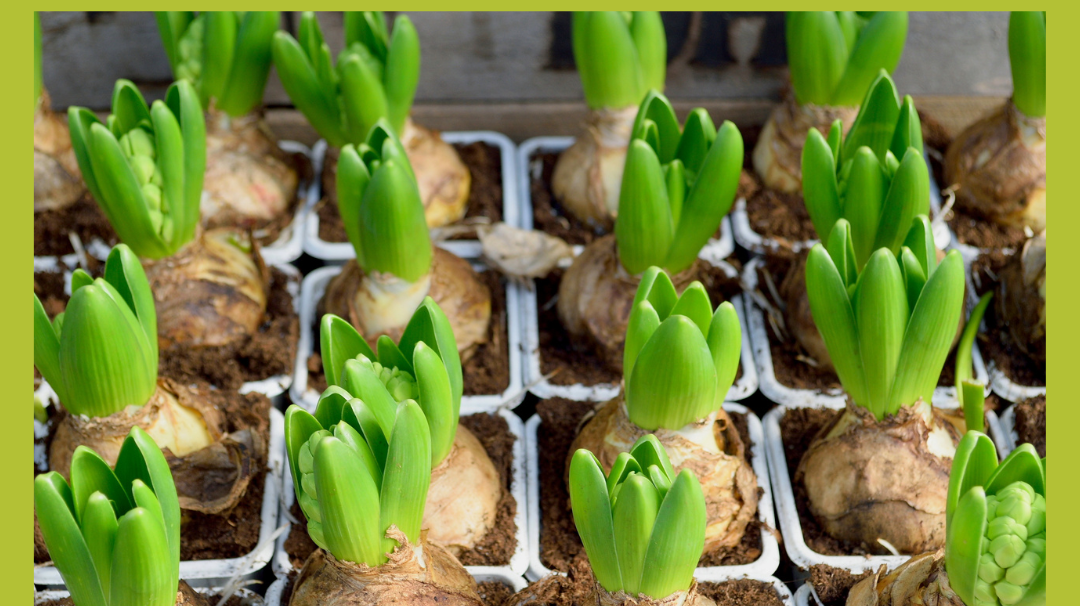 Beyond Tulips: 6 Exotic Bulbs to Transform Your Garden into a Wonderland