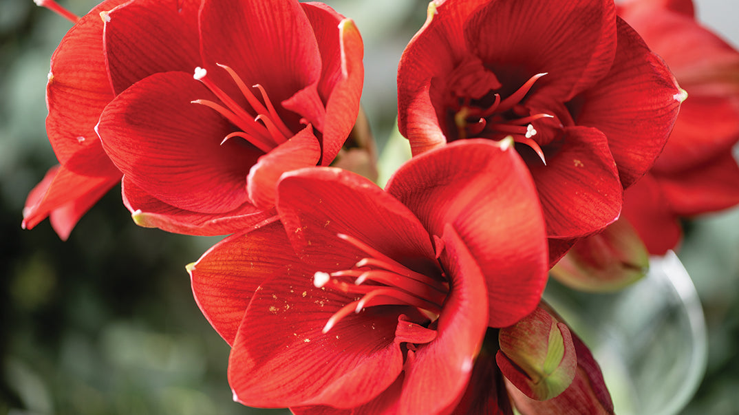 How To Plant An Indoor Amaryllis