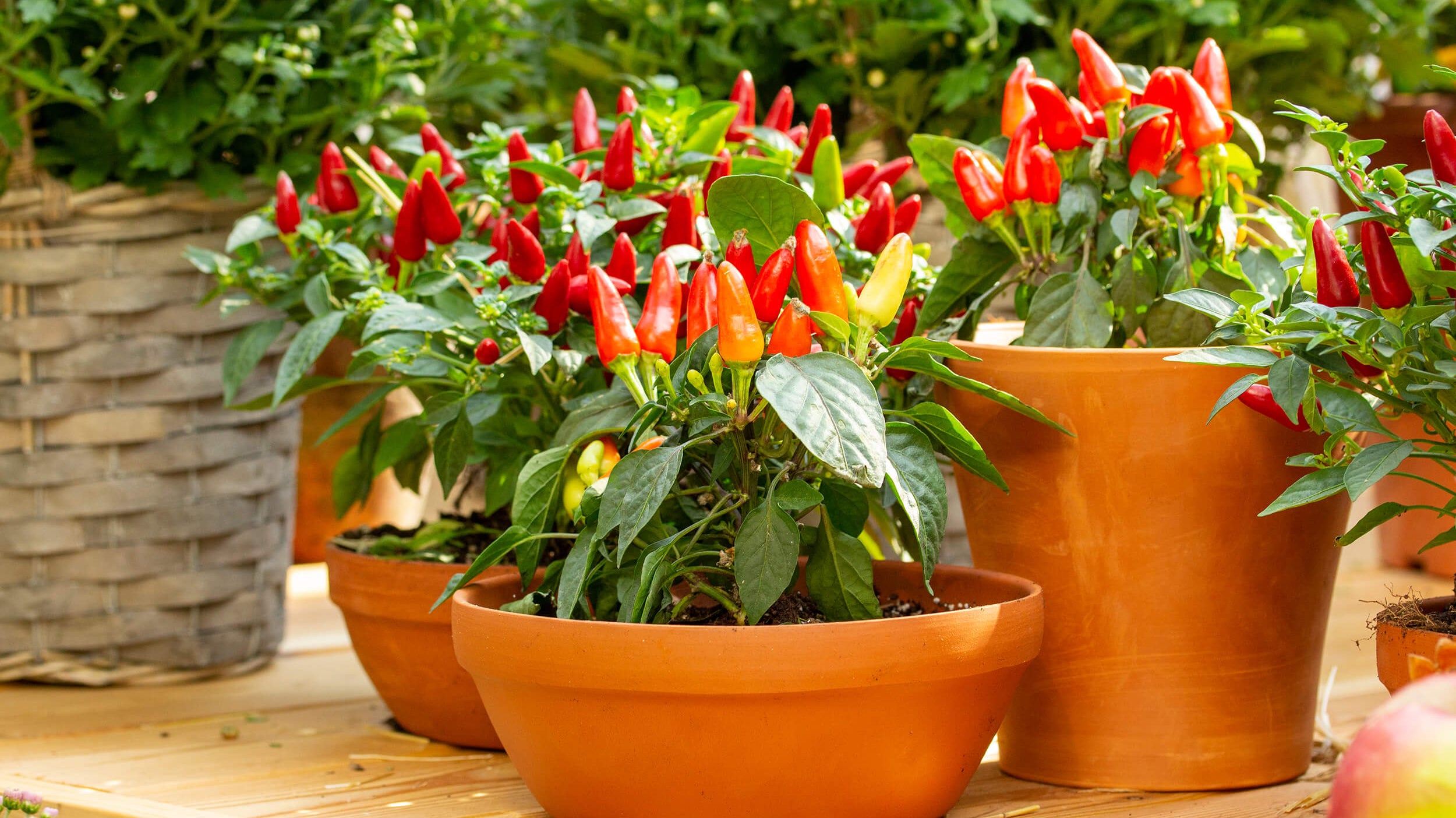 Plant a Hot Pepper Garden