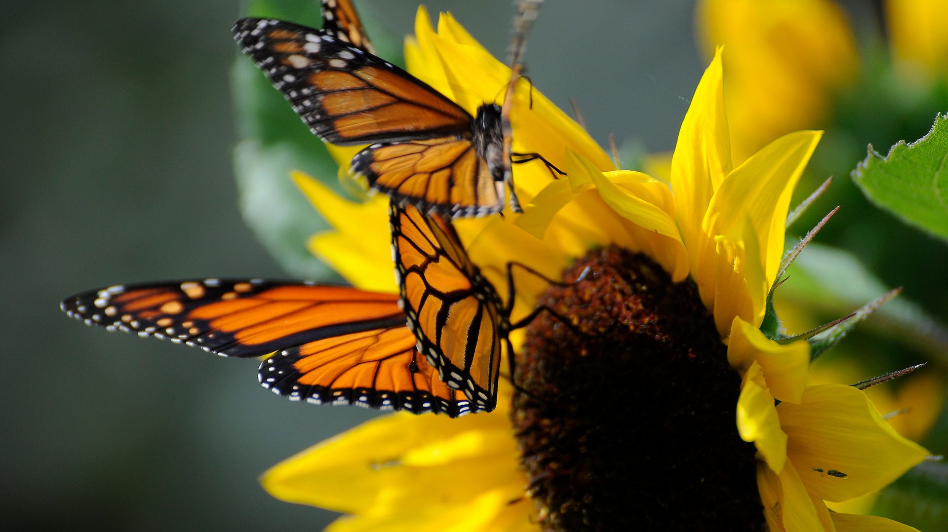 Attracting Butterflies To Your Garden