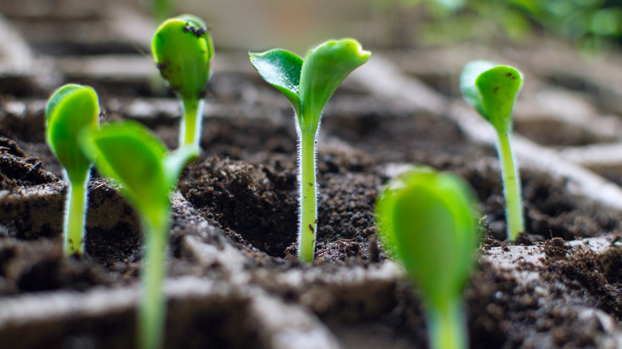 Ready for Seed Starting?