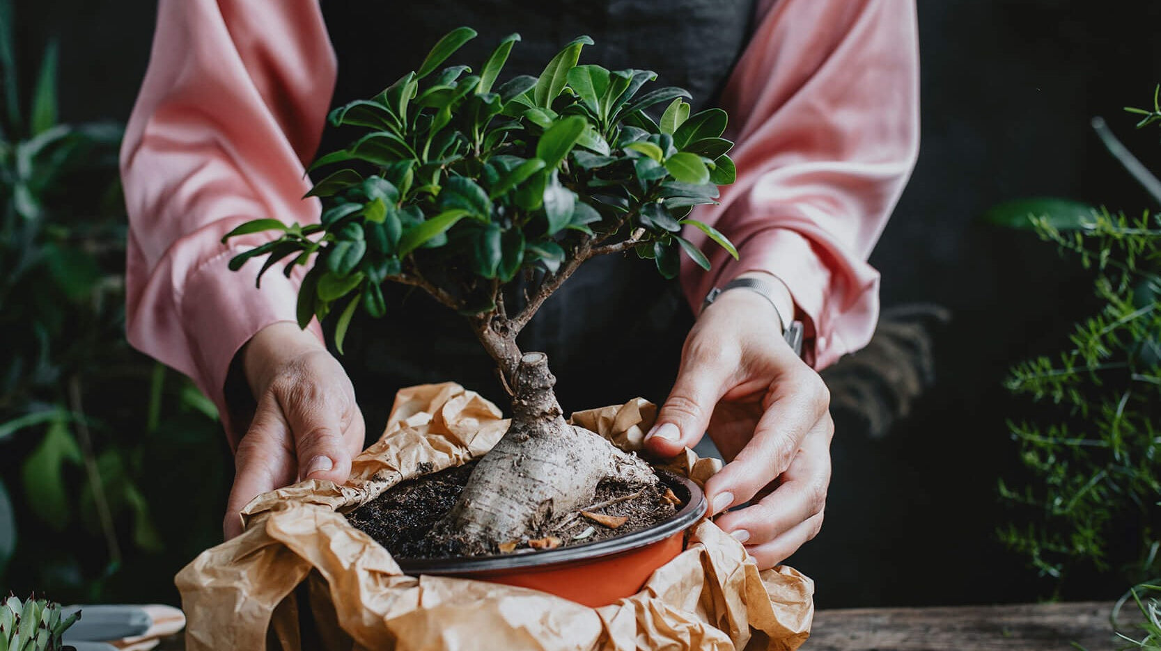 Caring For Your Bonsai