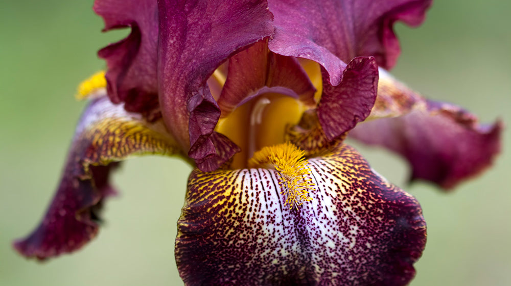 DIY: COLOUR SPRING TO FALL – SIX BASIC PERENNIALS