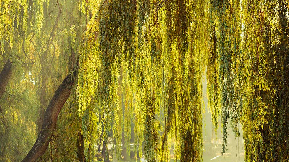 DIY: BEST PLANTS FOR WET CONDITIONS