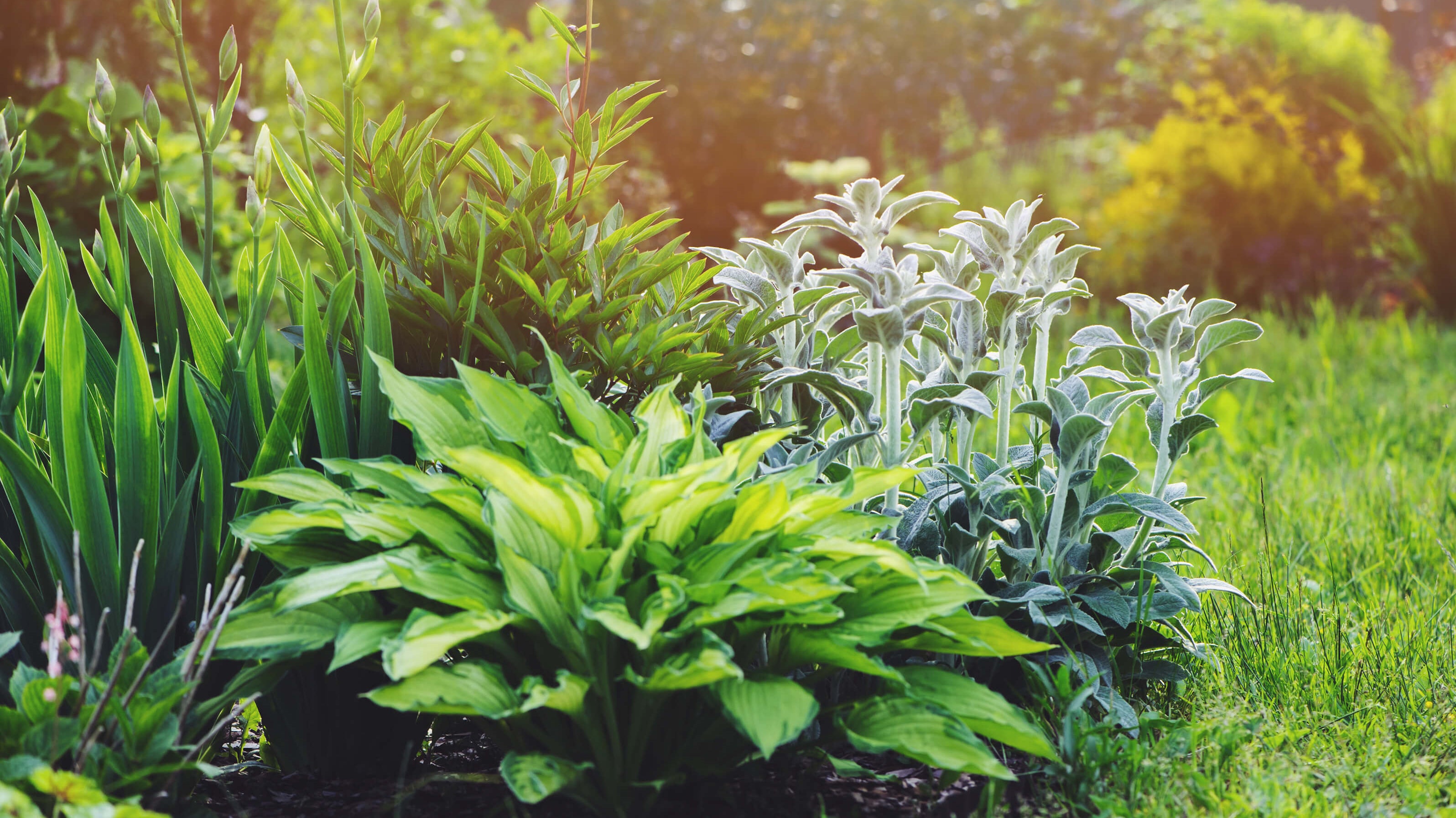 Perennials for Shade