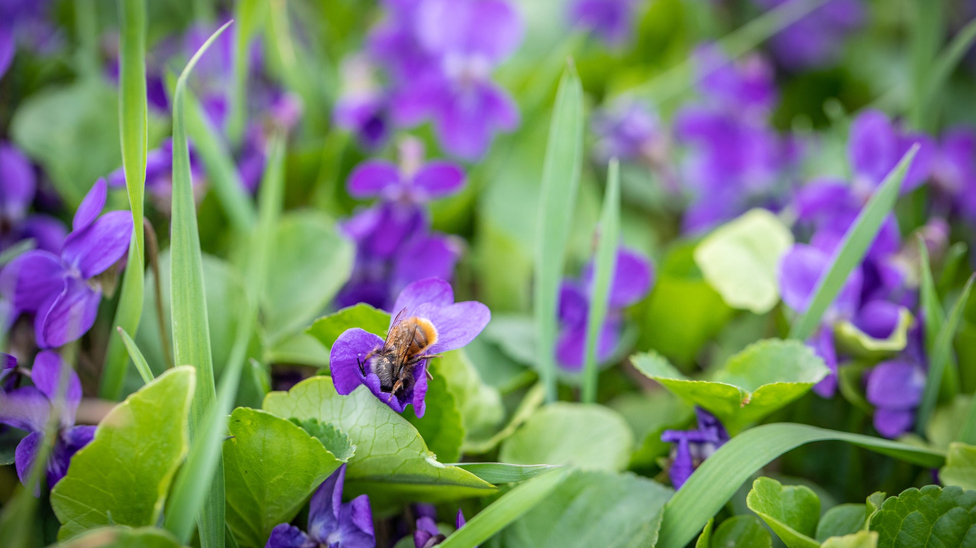 WHY ARE MASON BEES BENEFICIAL TO YOUR GARDEN?