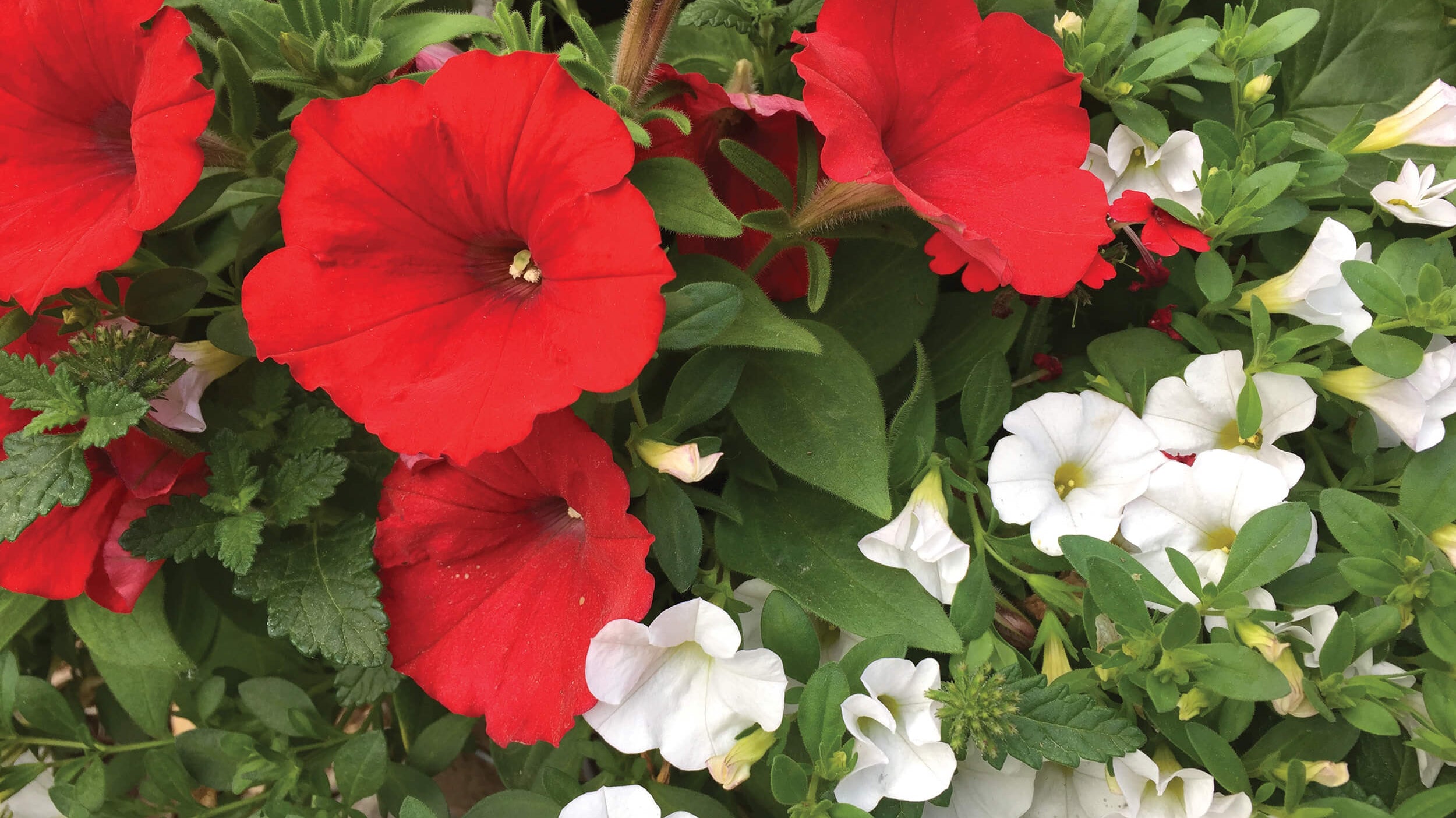 Celebrate Canada Day in Your Garden