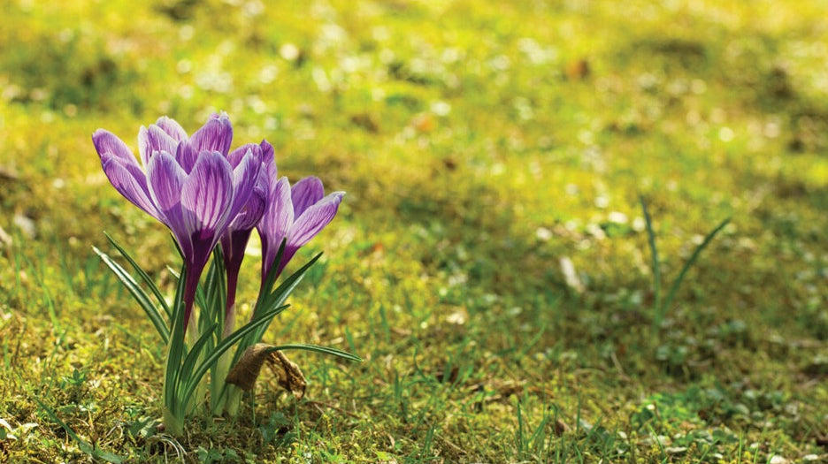 Perennials in Bloom - Month by Month