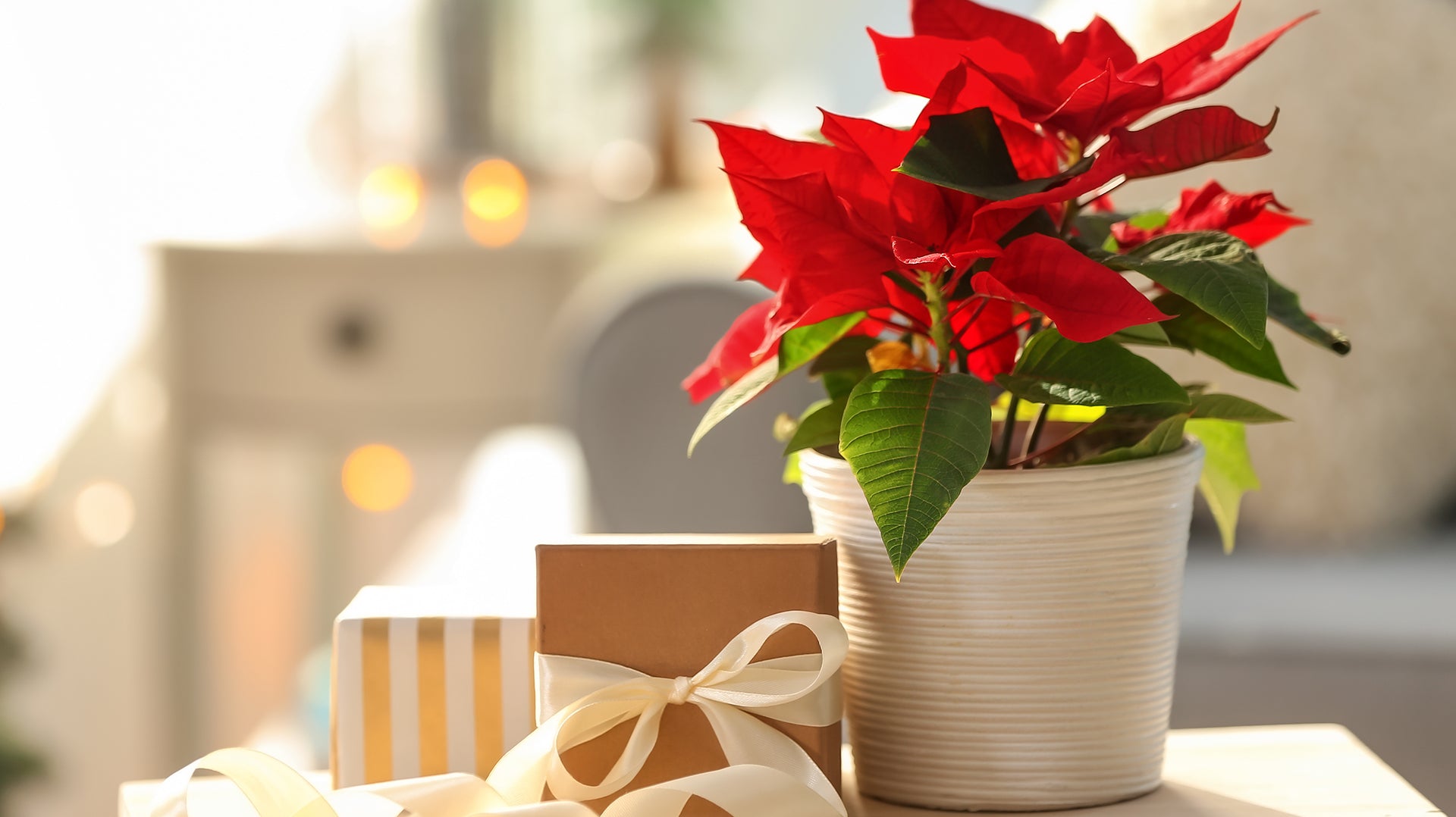 How to Care for Your Poinsettia at Home