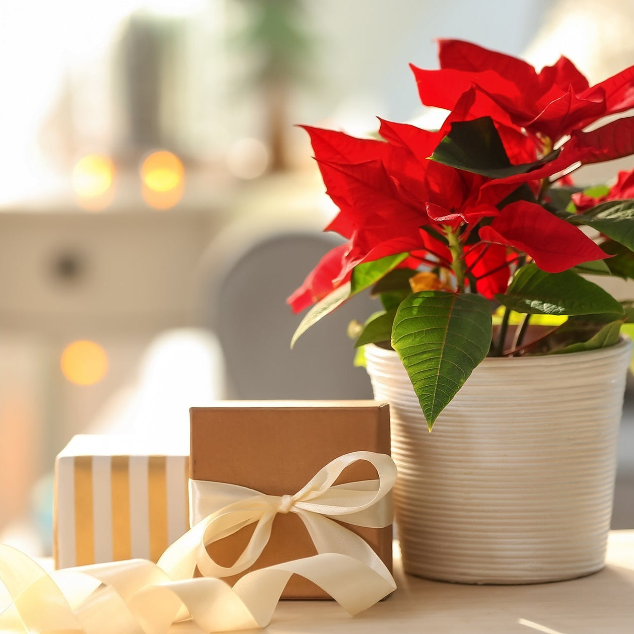 How to Care for Your Poinsettia at Home