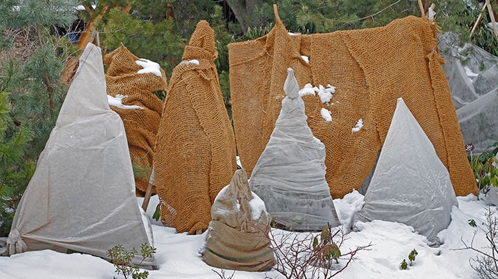 4 Ways to Protect Your Trees and Shrubs for Winter