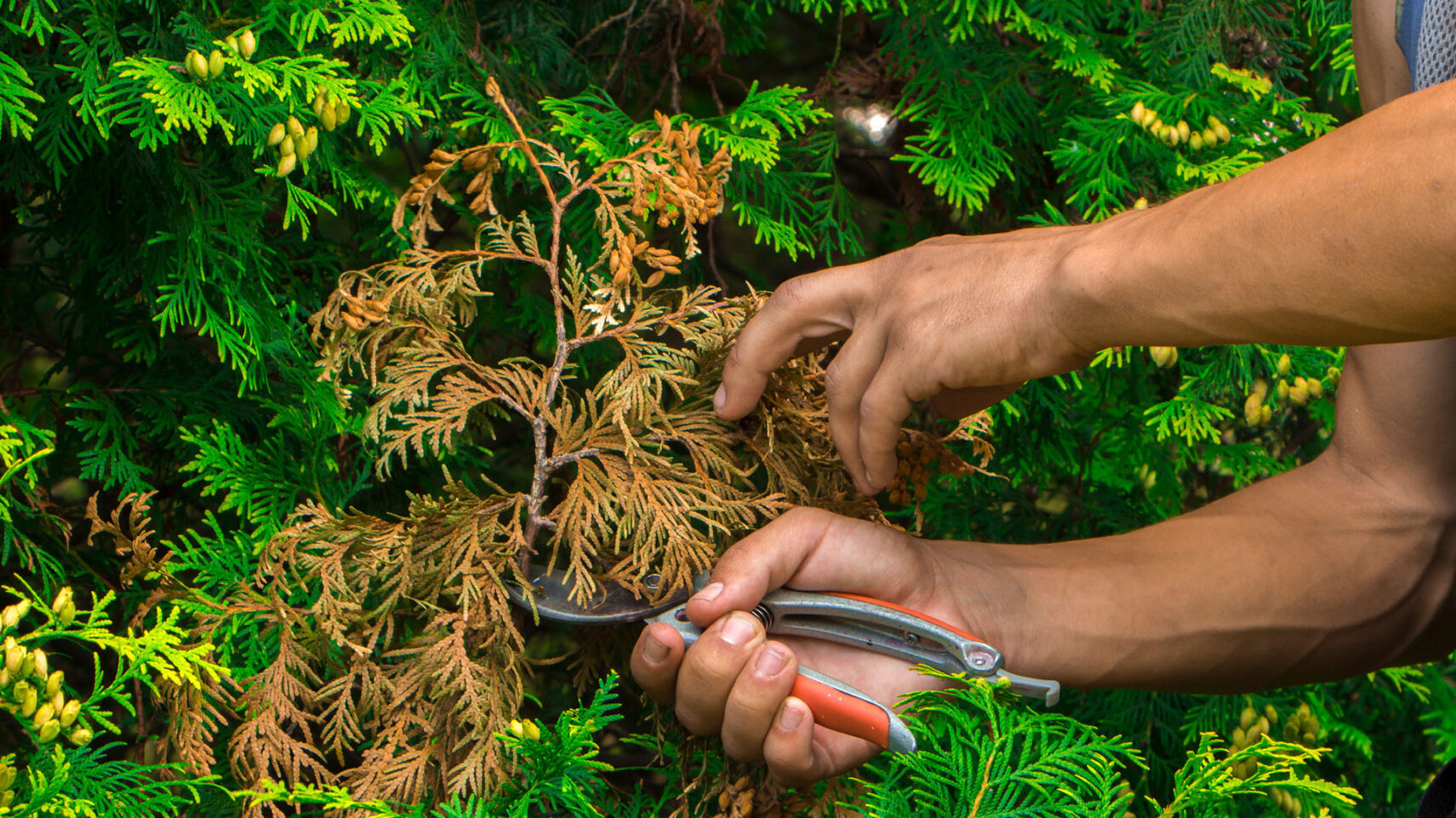 Pruning Shrubs & Evergreens