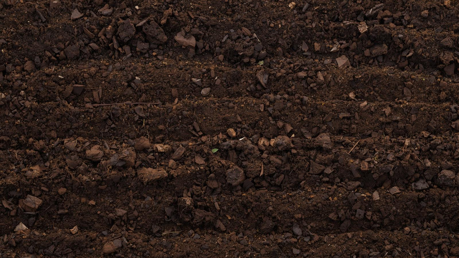 Everything You Need to Know About Soil