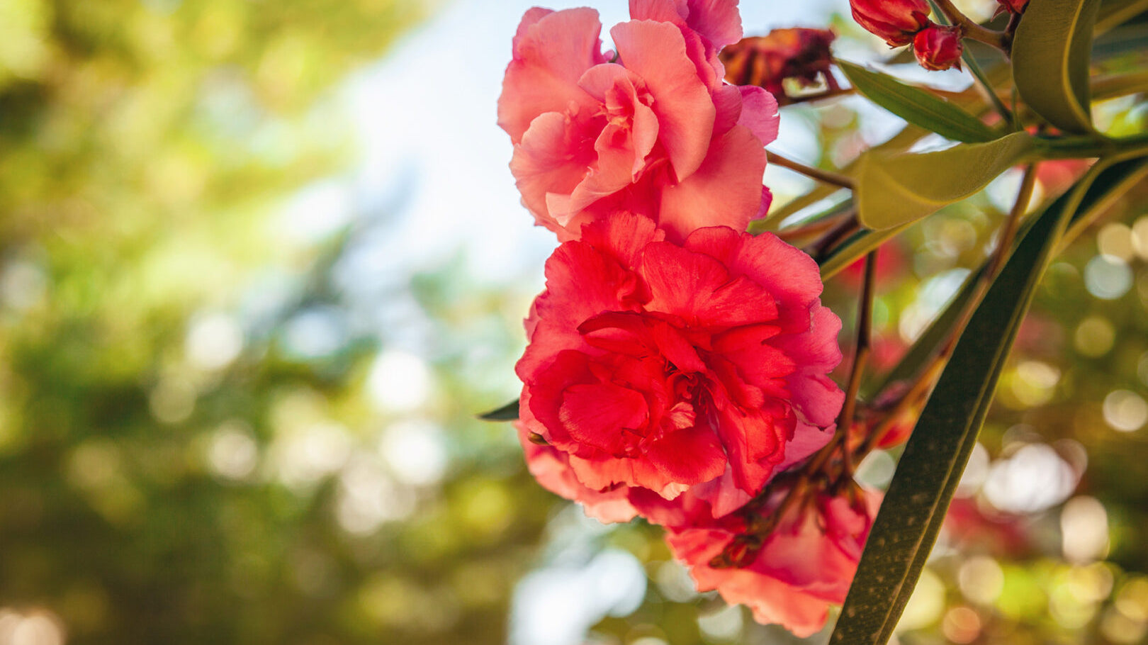 Roses - Types & Pruning
