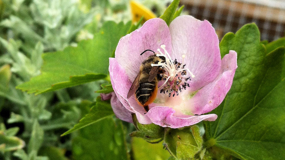 7 Native Plants that Attract Pollinators To Your Garden