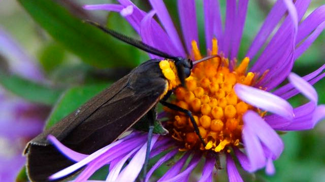 7 Pollinator-Friendly Plants to Add in June