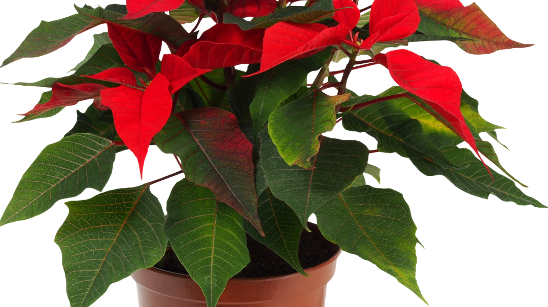 A Guide to Garden-Perfect Poinsettia Care at Home