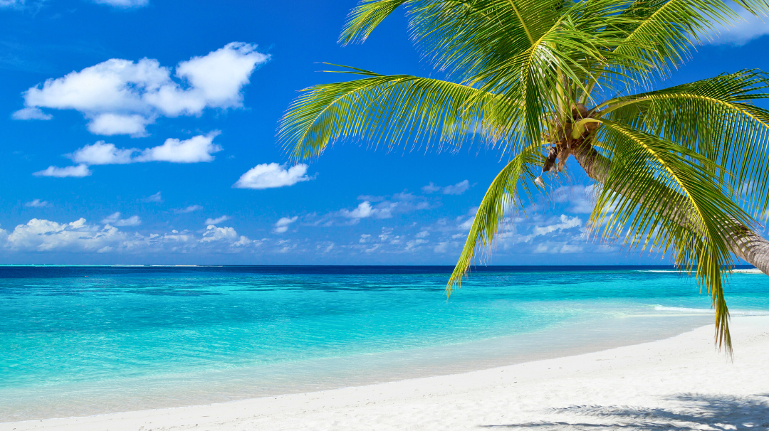 Create a Tropical Paradise