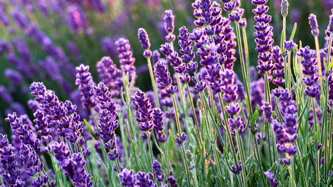 Top 10 Heat-Tolerant Plants for Your Garden