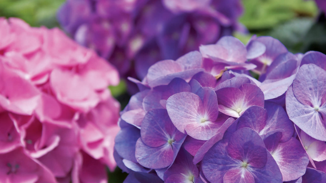 Expert Tips on How To Care For Your Summer Hydrangeas?