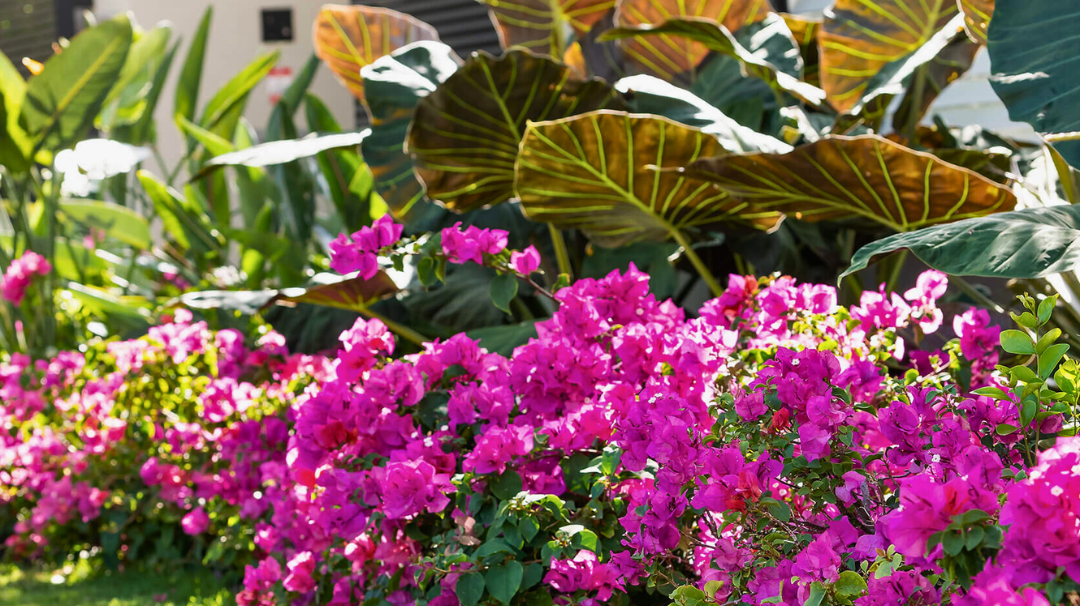 Wrapping Up Your Summer Garden