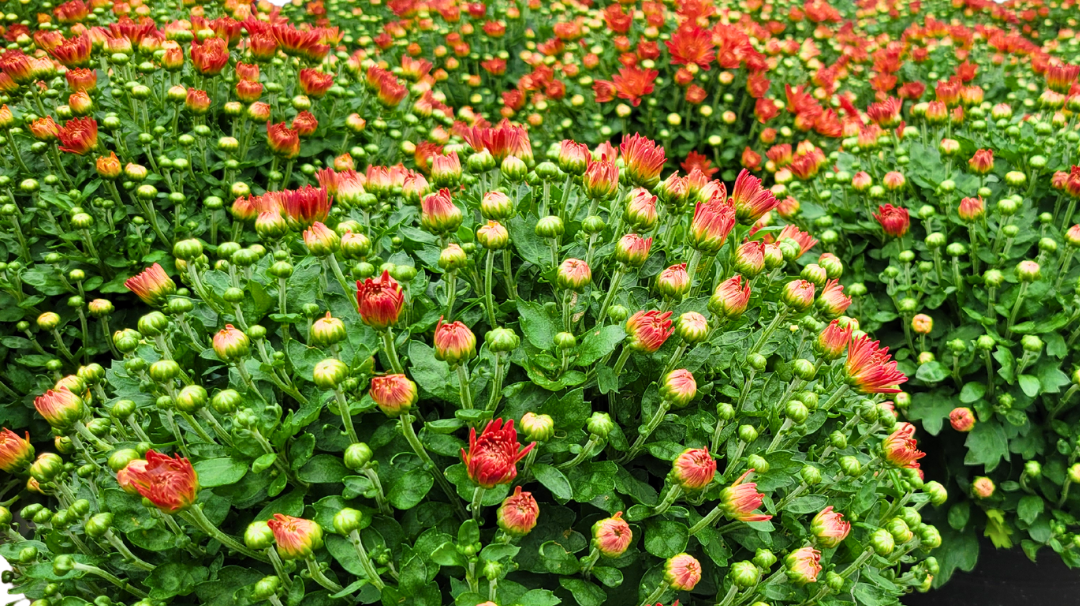 7 Easy Steps to Decorate Your Urns with Vibrant Fall Mums