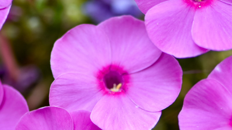 Transform Your Front Yard Garden with Fall-Flowering Perennials