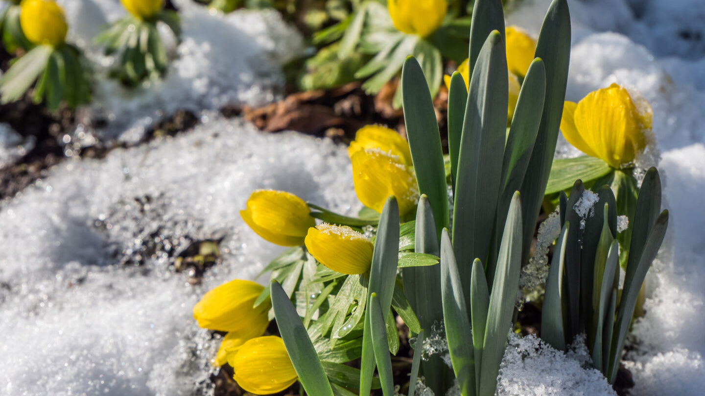 PERENNIALS IN WINTER