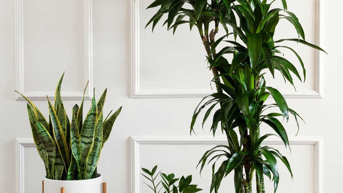 7 Clean Air Plants You Need in Your Home for Better Indoor Air Quality