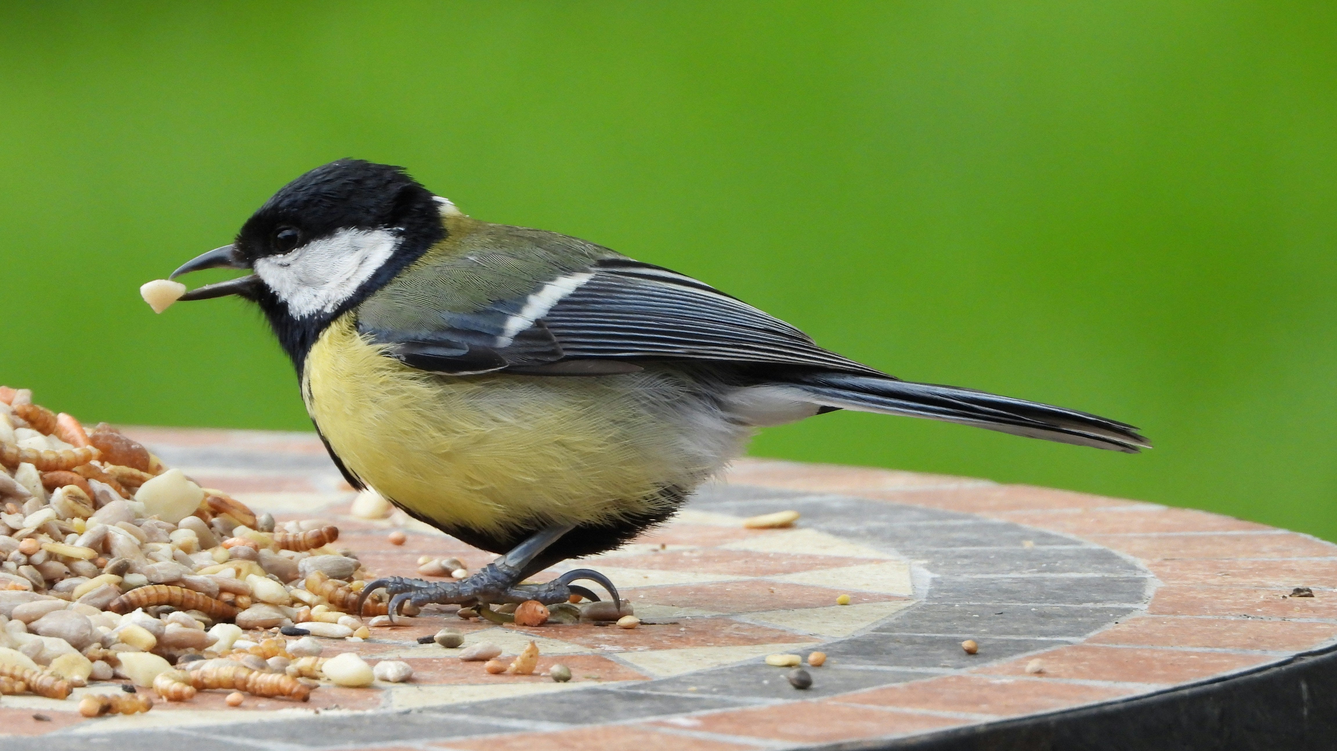 The 5 Best Bird Seeds for Attracting Ontario's Feathered Friends To Your Garden