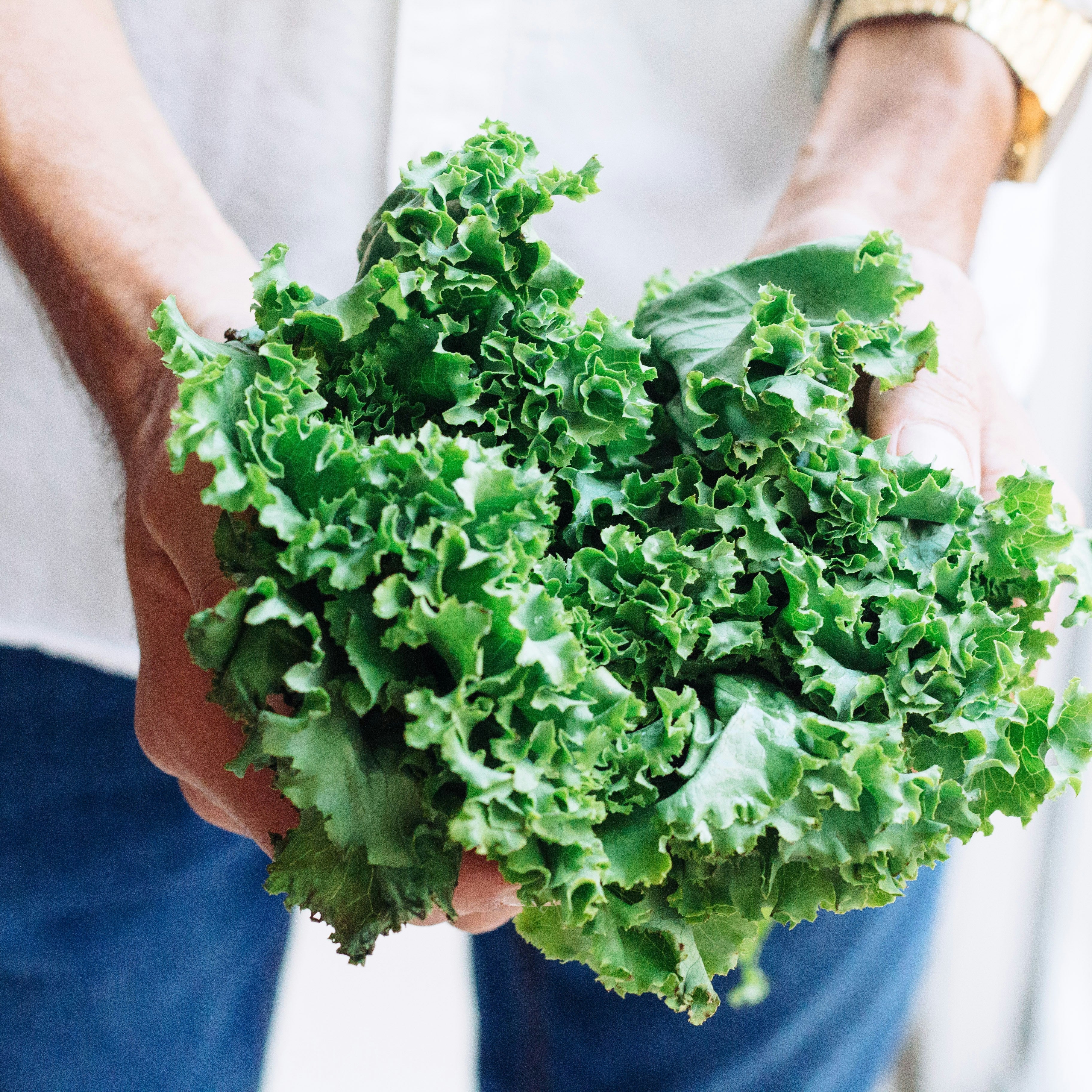What to Plant Now for Fall Harvest