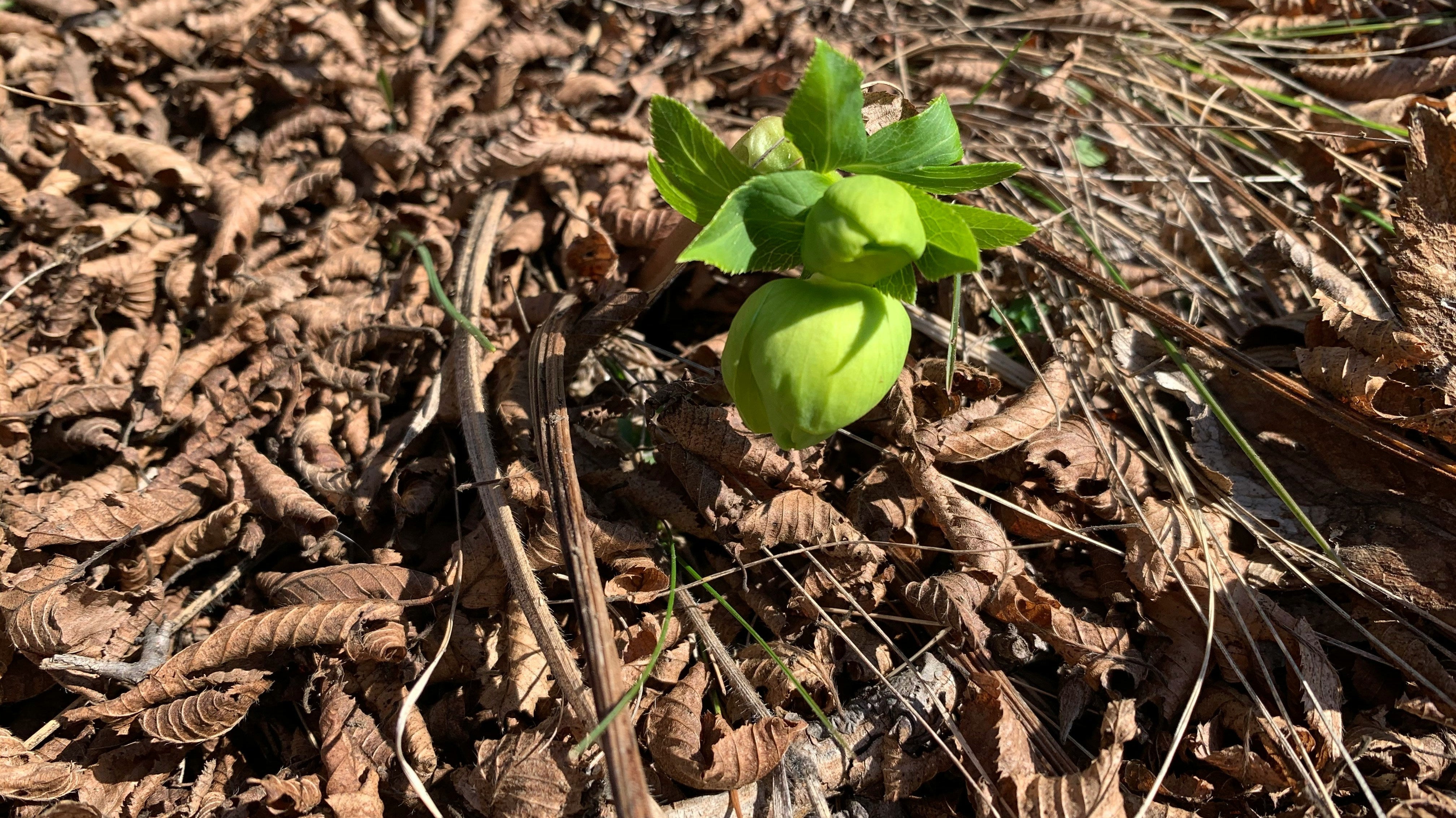 5 of the Best Vegetables and Flowers to Start in March