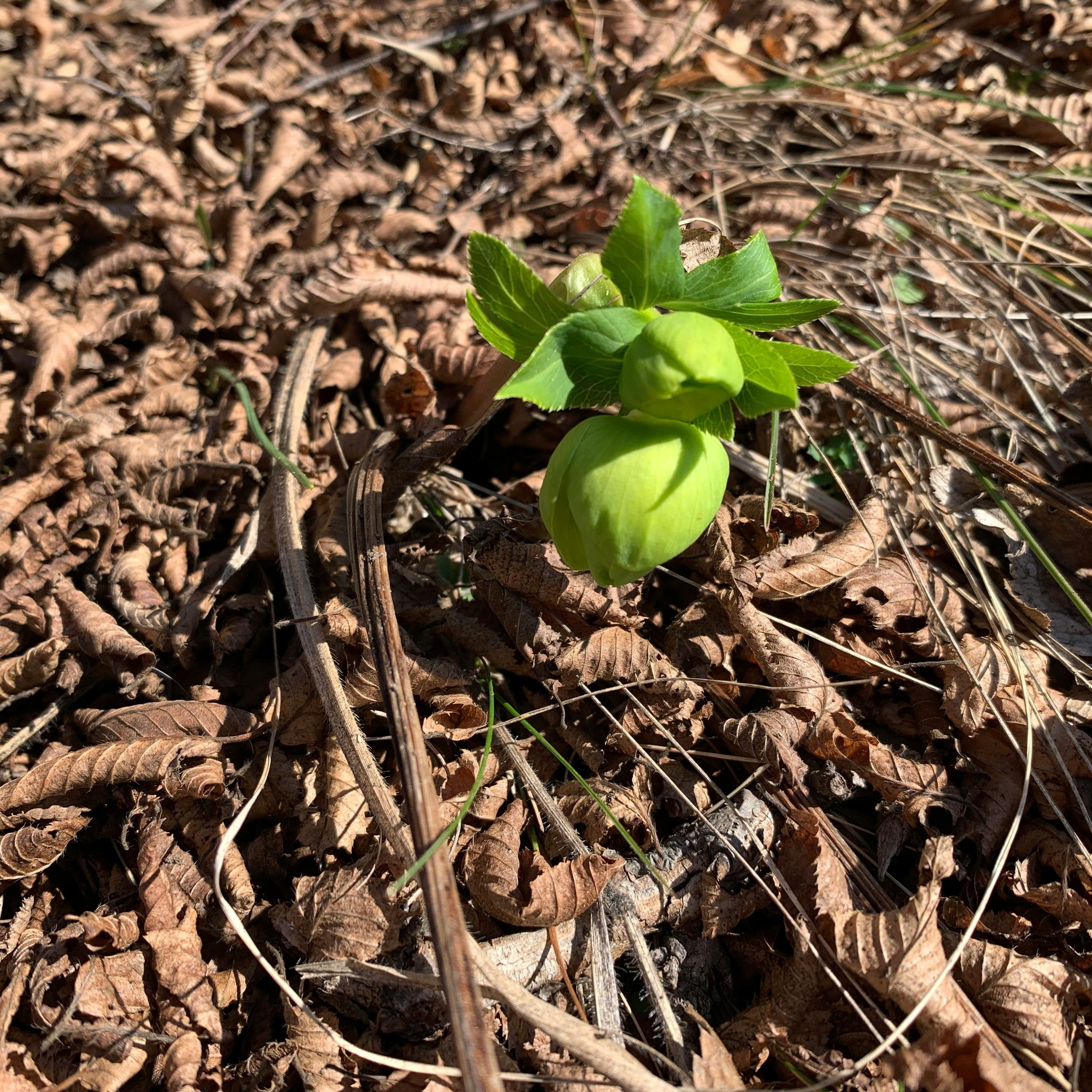 5 of the Best Vegetables and Flowers to Start in March
