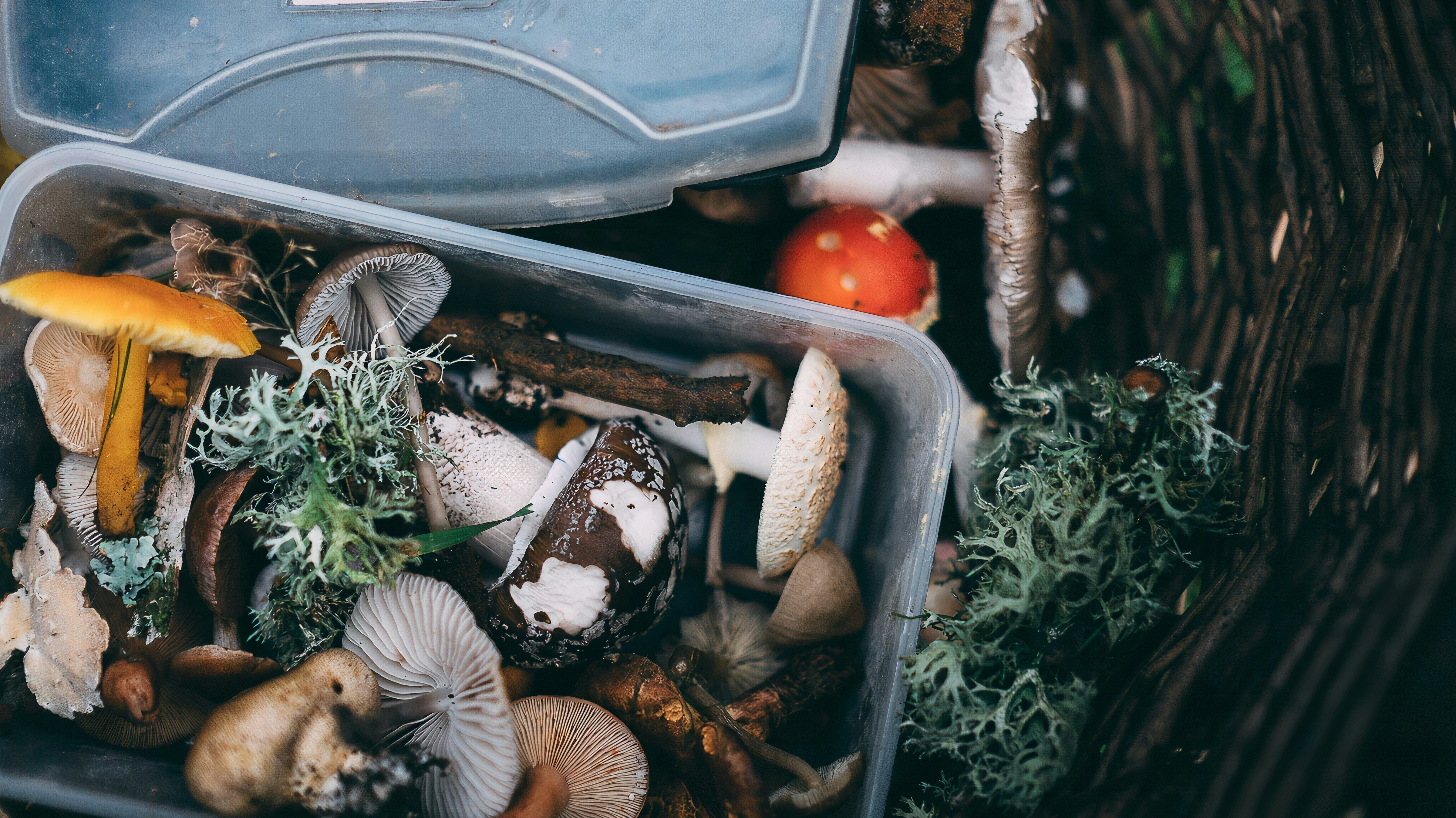 5 Ways to Reuse Household Waste in Your Garden