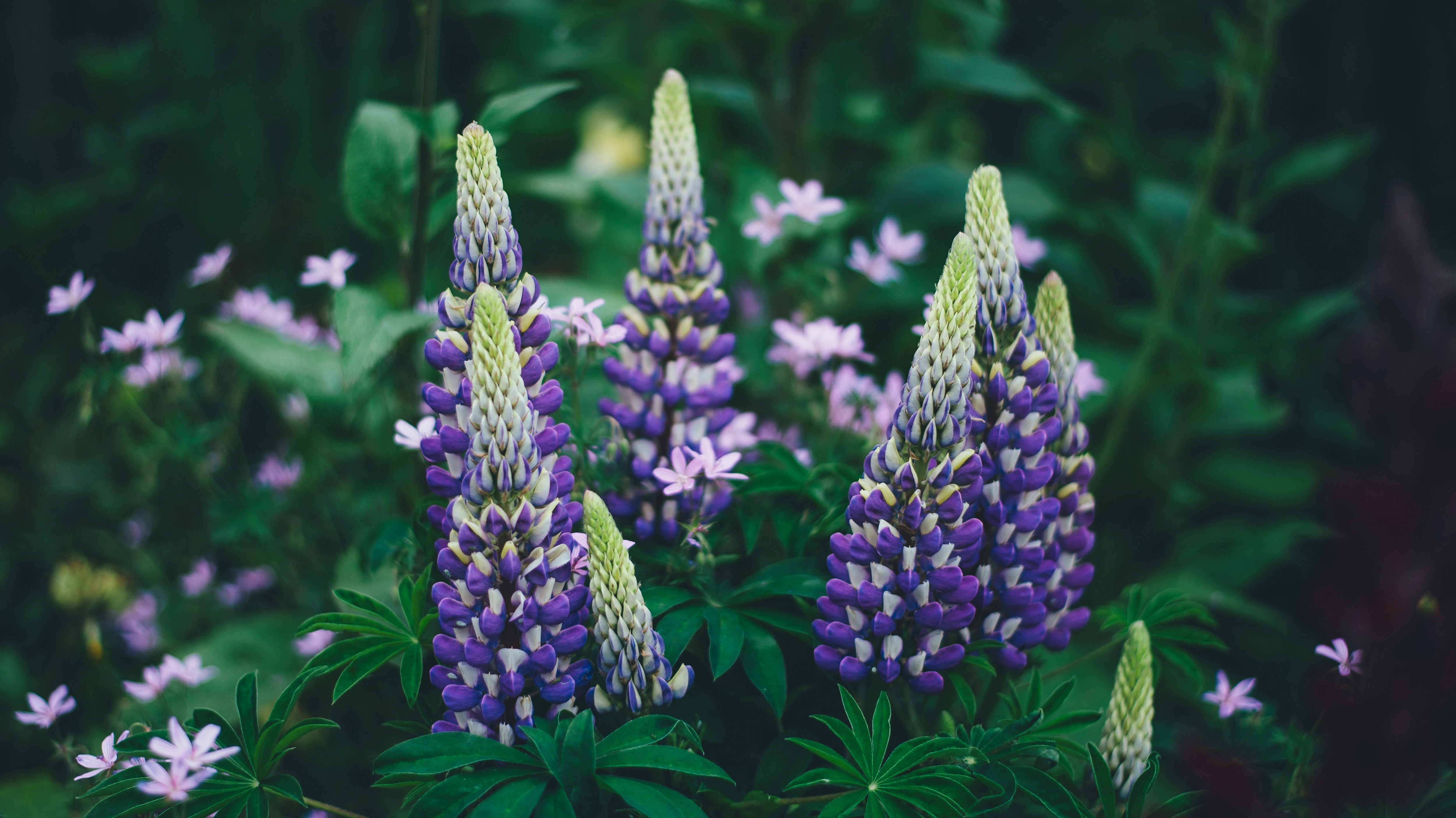 5 Perennials to Plant in Late Summer